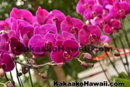 Craft Fairs, Art Exhibits & Plant Shows - Kakaako - Honolulu, Hawaii