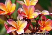 Kakaako Hawaii .com Home Page - Honolulu, Hawaii